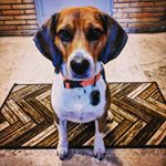 Dog Collar Dog Tags (Instagram)