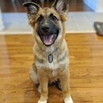 German Sheppard Puppy with Dog Tag (Instagram)